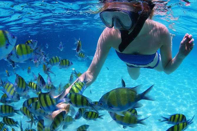 Snorkel in the second largest reef in the world Colorful tour in Puerto Morelos - Gear quality and rules: how to avoid common snorkel-day headaches