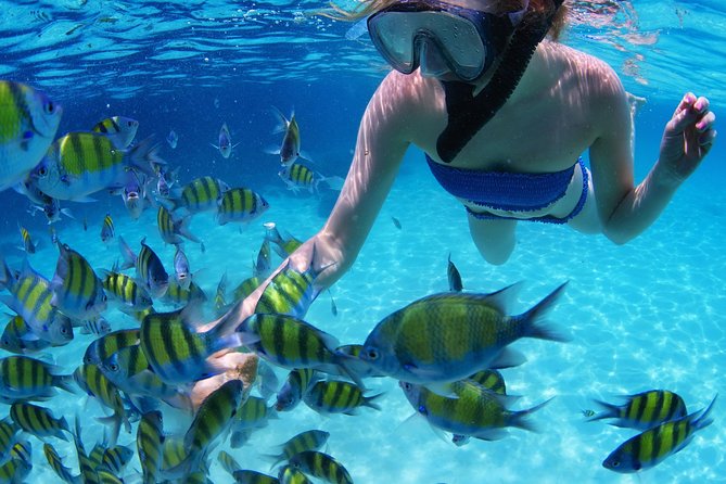 Snorkel in the turquoise Caribbean Sea in Puerto Morelos. Transport included - Puerto Morelos snorkeling that fits a half-day schedule