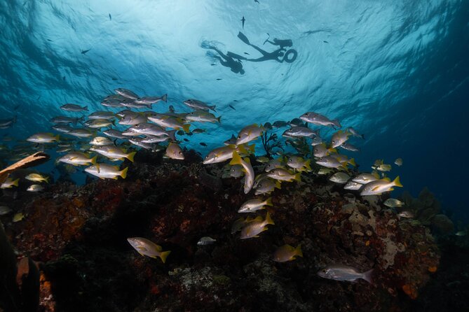 Snorkel Tour at Musa and Manchones Reef - Price and Value: Is $55 a Fair Deal?