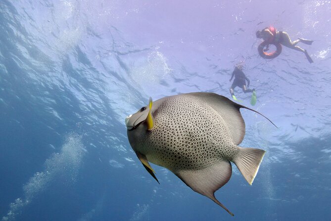 Snorkel Tour at Musa and Manchones Reef - Pocna Dive Center Timing: The 1:30 pm Start and Why It Feels Longer