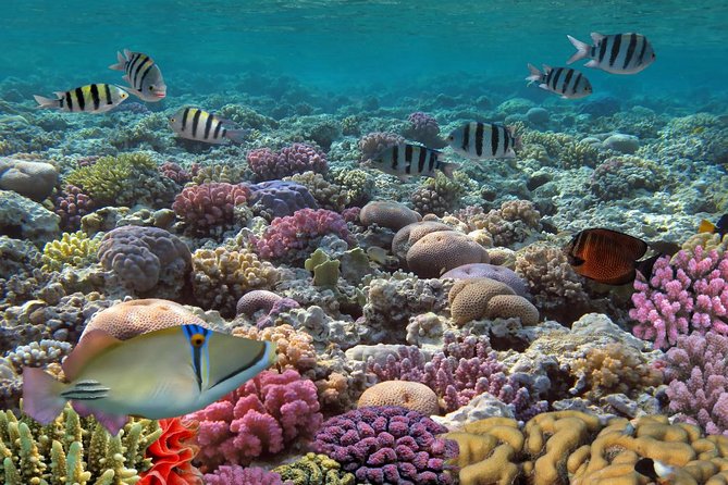 Snorkeling Adventure at Isla Mujeres Includes Lunch and Open Bar - Private beach club with buffet lunch: where the day relaxes