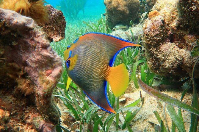 Snorkeling adventure at Puerto Morelos Reef National Park - Key Points at a Glance