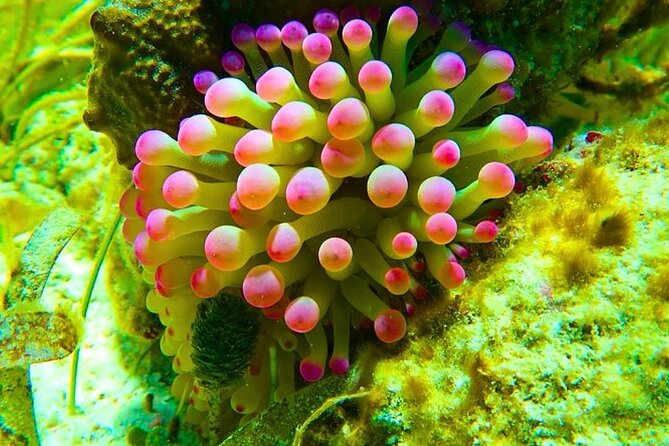 Snorkeling adventure at Puerto Morelos Reef National Park - Safety and the Human Touch: Licensed Maritime Guide, Plus Omar and Olaf