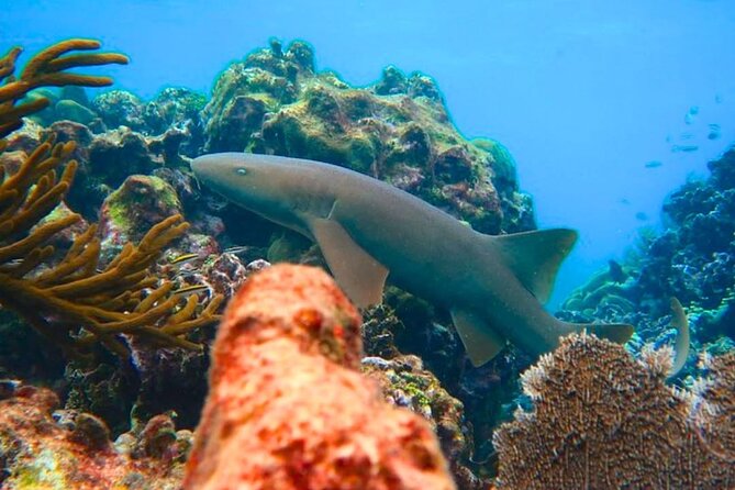 Snorkeling adventure at Puerto Morelos Reef National Park - Price and Logistics: Getting Value Out of $39.50 Plus the Dock Tax