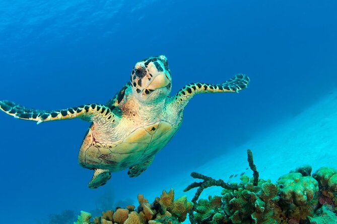Snorkeling adventure at Puerto Morelos Reef National Park - Choppy Water Reality Check: If You Get Sick, It Changes Everything