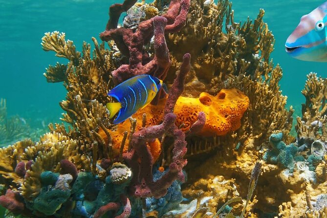 Snorkeling adventure at Puerto Morelos Reef National Park - Who This Snorkel Fits Best (And Who Might Want a Different Plan)