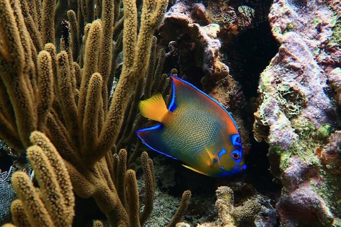 Snorkeling adventure at Puerto Morelos Reef National Park - Should You Book This Puerto Morelos Snorkel?