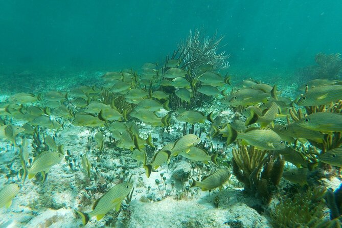 Snorkeling Adventure in Puerto Morelos - Reef Time Plan: What You’ll Do On the Water