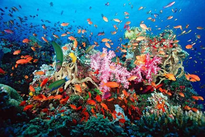 Snorkeling Adventure in Puerto Morelos Includes snack, Water and Round Trip. - Key highlights you’ll feel fast