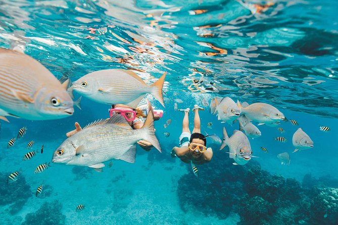 Snorkeling in Puerto Morelos - What You’ll See: Rays, Turtles, Eels, and Bigger Surprises