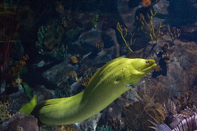 Snorkeling in Puerto Morelos - Price and Value: Why This Can Beat the Bigger Day Tours