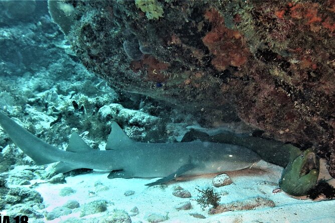 SPECIAL!! 2 Tank Wreck & Drift Reef dives - Key things to know before you go