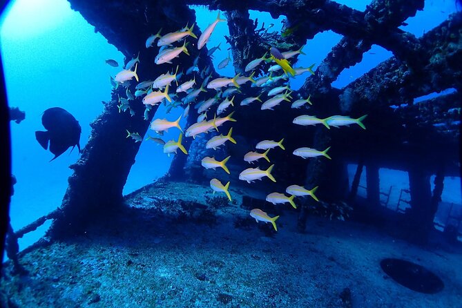 SPECIAL!! 2 Tank Wreck & Drift Reef dives - Small group logistics that make the day feel smooth