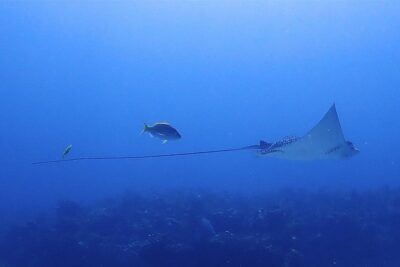 SPECIAL!! 2 Tank Wreck & Drift Reef dives - The drift reef second tank: turtles, eels, and shark encounters