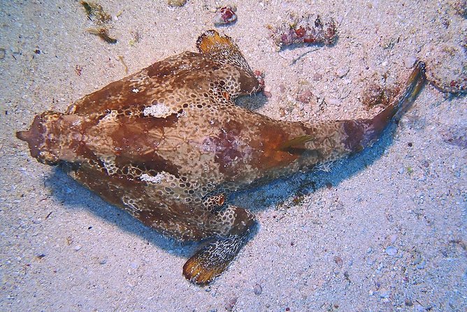 SPECIAL!! 2 Tank Wreck & Drift Reef dives - Depth, buoyancy, and who this trip fits best