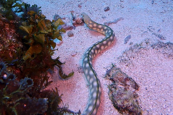 SPECIAL!! 2 Tank Wreck & Drift Reef dives - Should you book the C55 and C58 plus drift reef combo?