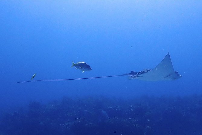 SPECIAL!! 2 Tank Wreck & Drift Reef dives - The drift reef second tank: turtles, eels, and shark encounters