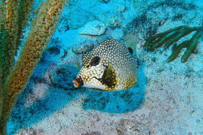 SPECIAL! Snorkel at MUSA - The Underwater Museum Reservation - Key points that make this snorkel tour worth your time