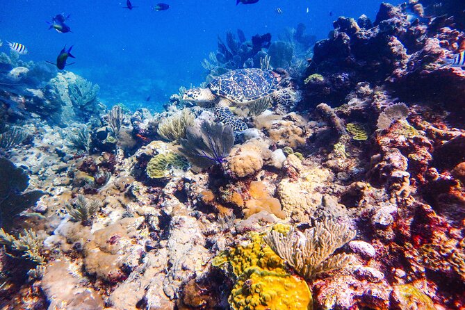 SPECIAL! Snorkel at MUSA - The Underwater Museum Reservation - MUSA Underwater Museum: statues, fish, and calm sightseeing