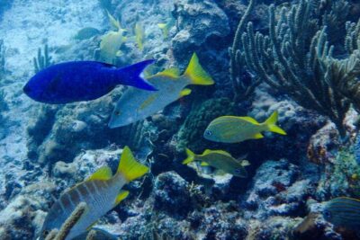 SPECIAL! Snorkel at MUSA - The Underwater Museum Reservation - Getting to the marine park: boat ride timing and what to expect