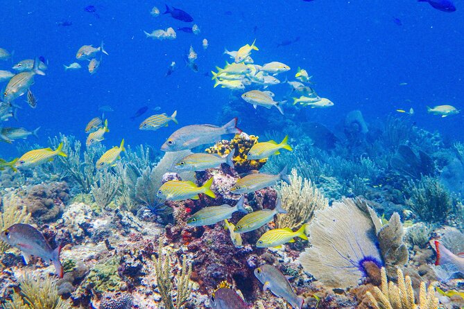 SPECIAL! Snorkel at MUSA - The Underwater Museum Reservation - Manchones Reef snorkel at ~30 ft: coral habitat with lots of color