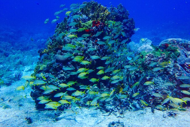 SPECIAL! Snorkel at MUSA - The Underwater Museum Reservation - Gear, lifejackets, and the small choices that help a lot