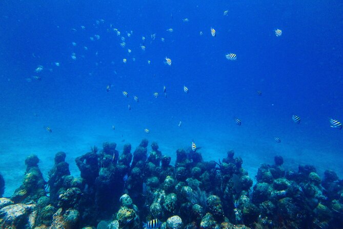 SPECIAL! Snorkel at MUSA - The Underwater Museum Reservation - Timing, group size, and picking your 1:00 pm slot