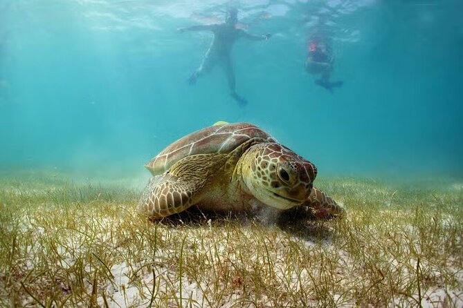Swim with Turtles in Akumal, Cenote and Tulum Ruins Tour - Key Things You’ll Notice on This Akumal–Cenote–Tulum Tour