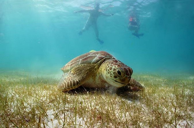 Swim with Turtles in Akumal, Cenote and Tulum Ruins Tour - Price and value: what $256.47 really covers