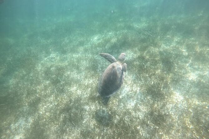Swim with Turtles in Akumal, Cenote and Tulum Ruins Tour - The Turtle + Cenote flow: how the day stays moving without feeling rushed