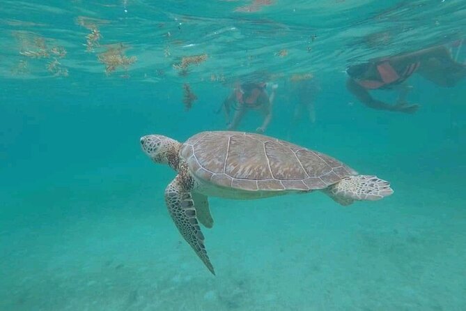 Swim with turtles + snorkelling + archaeological zone of Tulúm + cenote - Key points before you go