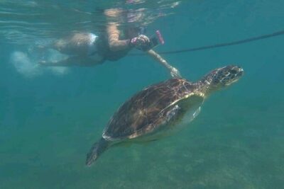 Swim with turtles + snorkelling + archaeological zone of Tulúm + cenote - 7:00 am pickup and the rhythm of an 8–10 hour day