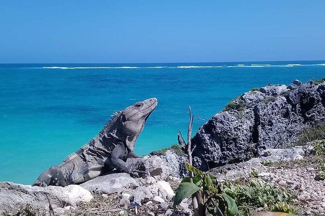 Swim with turtles + snorkelling + archaeological zone of Tulúm + cenote - Stop 3: Gran Cenote swim—cool water, sacred feel, and cave possibilities