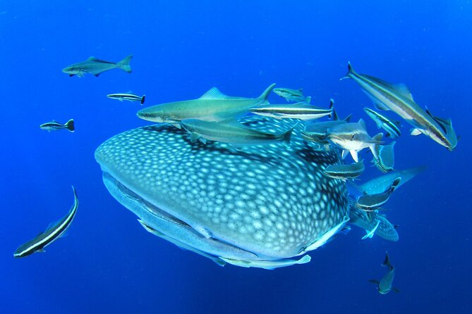 Swim with Whale Shark from Isla Mujeres and Cancun - Isla Mujeres whale shark swim: what the day feels like