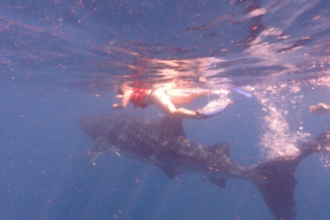 Swim with Whale Shark from Isla Mujeres and Cancun - The boat ride to the whale shark zone: time on the water