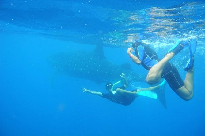 Swim with Whale Shark from Isla Mujeres and Cancun - Swim with whale sharks: how the jump works and what to expect