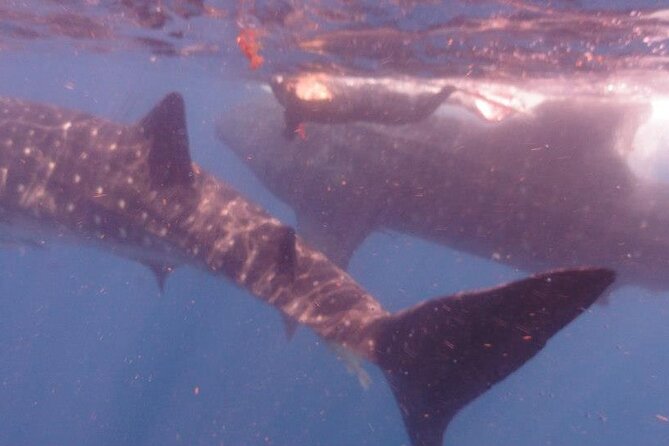 Swim with Whale Shark from Isla Mujeres and Cancun - Snorkeling on the way back at the coral reef