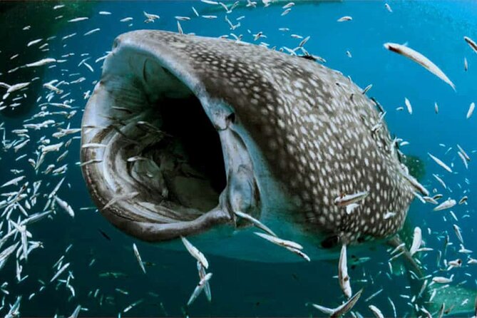 Swim with Whale Shark from Isla Mujeres and Cancun - North Beach ceviche with El Capitan: the food payoff