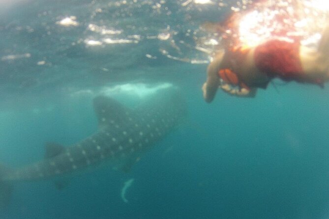 Swim with Whale Shark from Isla Mujeres and Cancun - Price and value: what $161.30 really buys (plus dock fees)