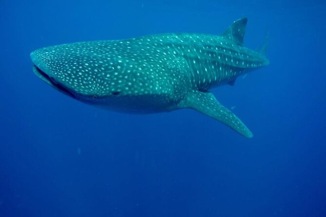 Swim with Whale Shark from Isla Mujeres and Cancun - Who this tour suits best (and who should be careful)