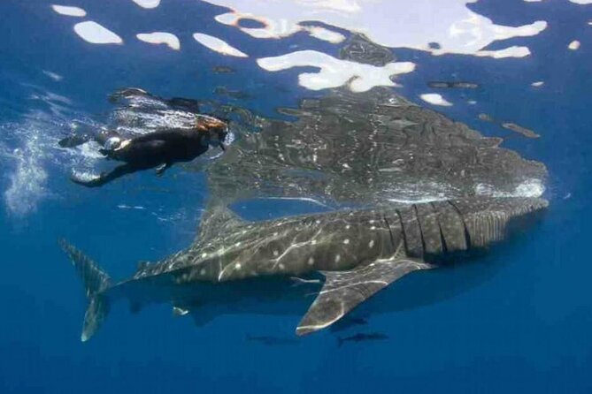 Swim with Whale Shark from Isla Mujeres and Cancun - From Av. Juárez to the pier: your morning setup