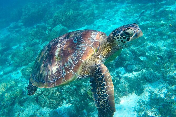 The great snorkeling adventure at the Riviera Maya private tour - A 7:00 am start built for snorkeling, turtles, and caves