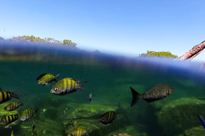 The great snorkeling adventure at the Riviera Maya private tour - Price and what $513.17 per person really covers