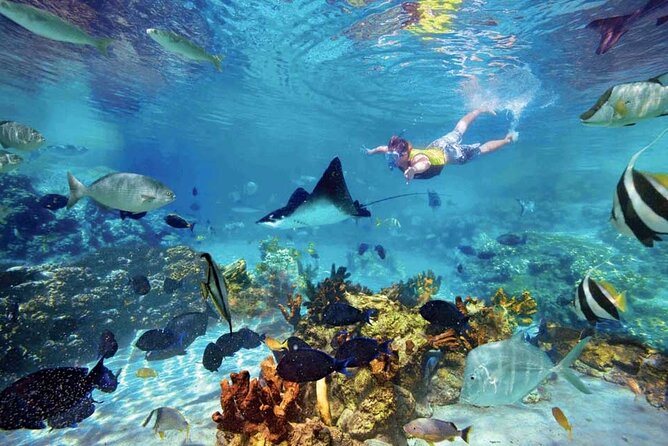 The great snorkeling adventure at the Riviera Maya private tour - Logistics from Cancun: hotel pickup, private group comfort, and timing