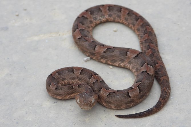Tour Herpetologico - Who this tour fits, and what to consider before you go