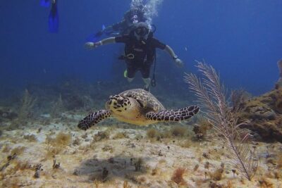 Tulum Akumal Snorkel Tour and 4 Cenotes Small Group All Fees Incl - Getting picked up in comfort: air-conditioned van, small group pace