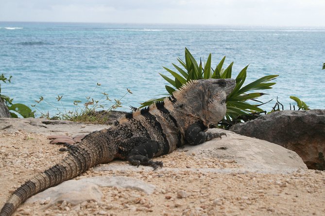 Tulum & Coba Private Tour - Private 9-Hour Route From Cancun: What the Day Feels Like