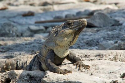 Tulum, Coba ruins and The Cenote 6 hours Private Tour - Coba Jungle Ruins: Choosing Between Bike and Tricycle Taxi