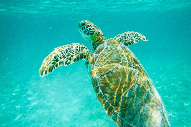 Tulum Ruinas and Tortugas Express - Key highlights: Tulum Ruinas and Tortugas Express in plain terms