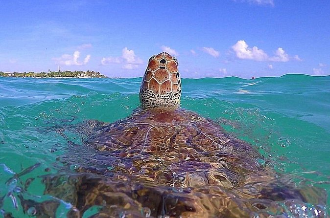 Tulum Ruinas and Tortugas Express - Value check: why this tour can be a smart use of your Cancun time